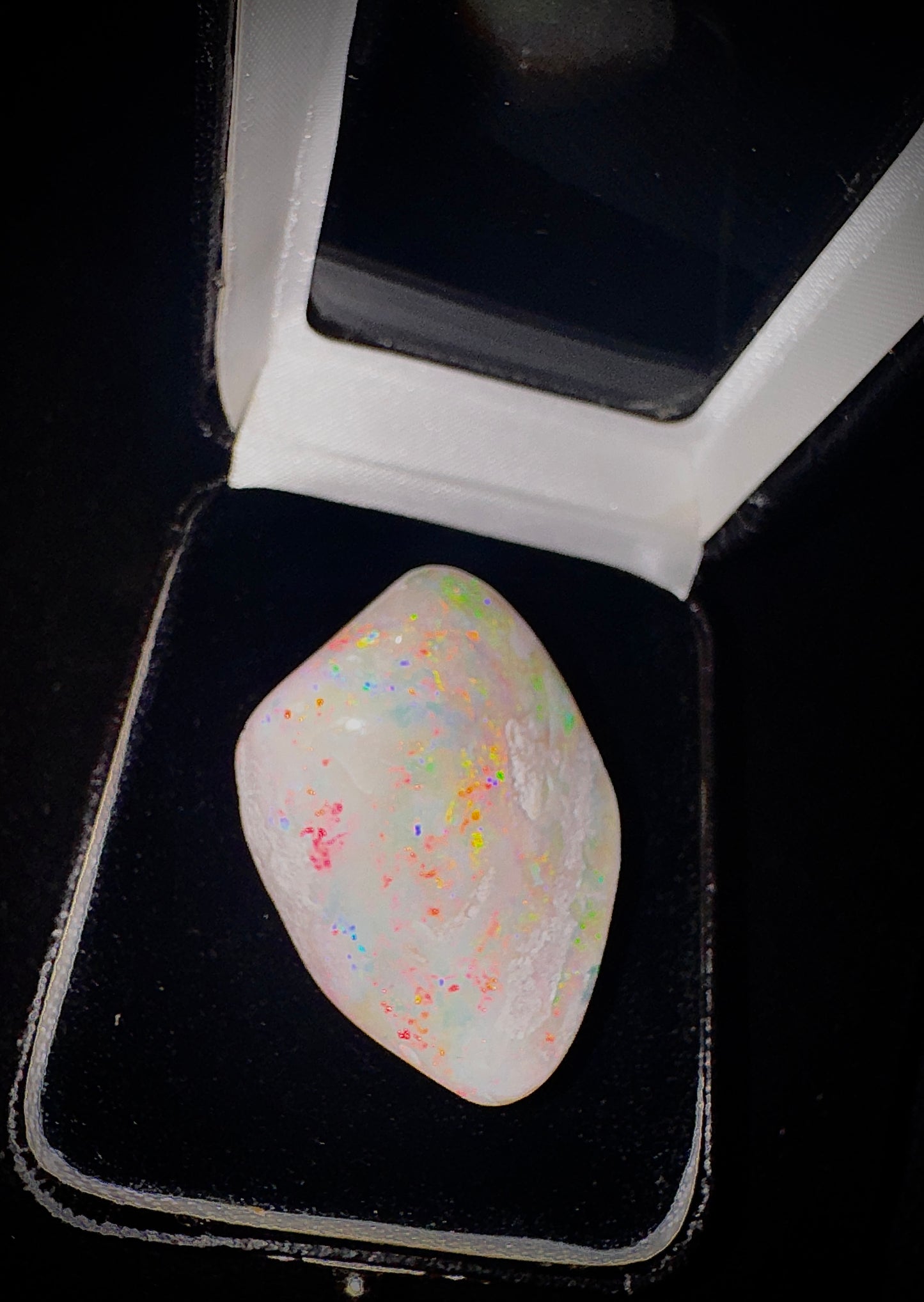 Coober Pedy Shell Fossil