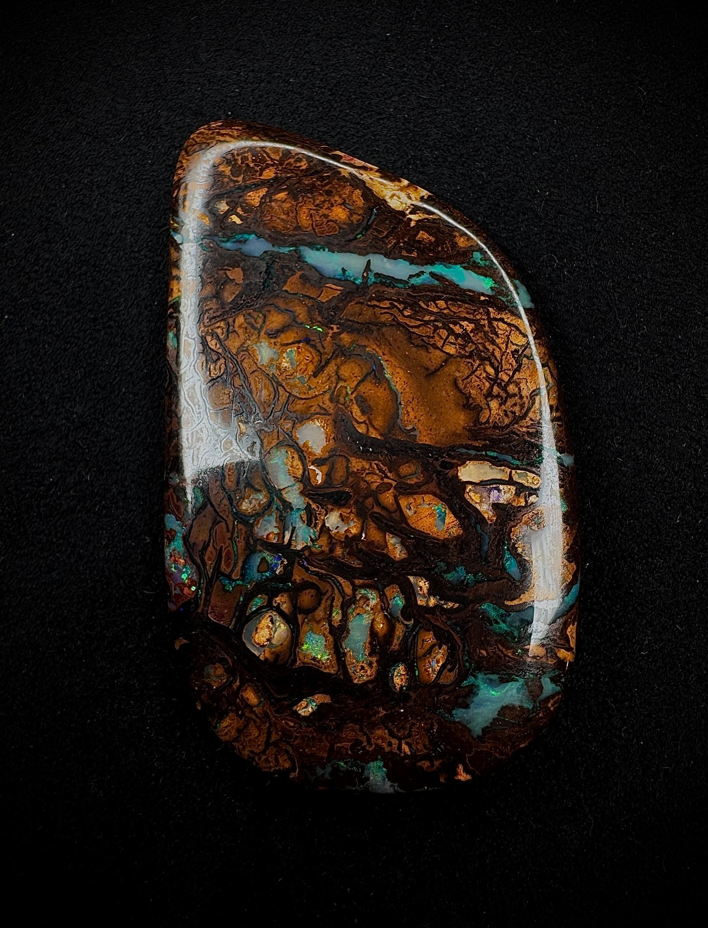 Ancient Wood Fossil Opal
